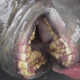 Illustration for article titled Welcome To The Nightmare World Of Sea Creatures With Human Teeth